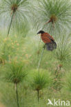 Monniksspoorkoekoek (Centropus monachus)