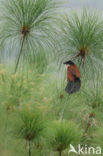 Monniksspoorkoekoek (Centropus monachus)