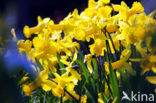 Narcis (Narcissus spec.)