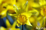 daffodil (Narcissus spec.)