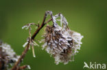 National Park de Biesbosch