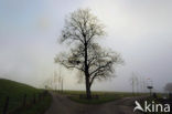 Nationaal Park de Biesbosch