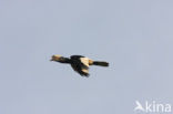 Silvery-cheeked Hornbill (Bycanistes brevis)