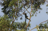 Silvery-cheeked Hornbill (Bycanistes brevis)