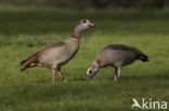 Egyptian Goose (Alopochen aegyptiaca)