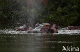 Nijlpaard (Hippopotamus amphibius) 