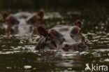 Nijlpaard (Hippopotamus amphibius) 