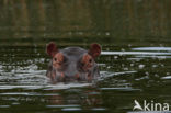 Nijlpaard (Hippopotamus amphibius) 