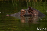 Nijlpaard (Hippopotamus amphibius) 