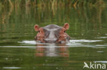 Nijlpaard (Hippopotamus amphibius) 