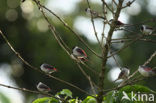 Black-crowned Waxbill (Estrilda nonnula)