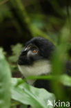 Noordelijke franjeaap (Colobus guereza)