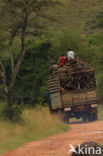 Uganda