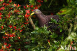 Olijfduif (Columba arquatrix)