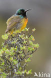 Orange-breasted Sunbird (Anthobaphes violacea)