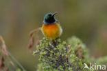 Oranjeborsthoningzuiger (Anthobaphes violacea)