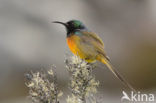 Orange-breasted Sunbird (Anthobaphes violacea)