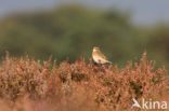 Whinchat (Saxicola rubetra)