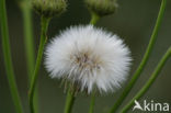 Dandelion (Taraxacum spec.)