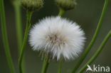 Paardenbloem (Taraxacum spec.)