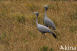 Paradijskraanvogel (Anthropoides paradiseus)