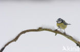 Blue Tit (Parus caeruleus)