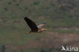 Purperreiger (Ardea purpurea) 