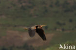 Purperreiger (Ardea purpurea) 