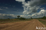 Queen Elizabeth National Park