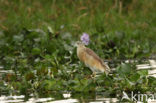 Ralreiger (Ardeola ralloides)