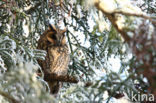 Long-eared Owl (Asio otus)