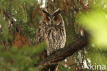 Long-eared Owl (Asio otus)