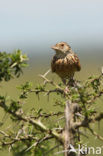 Ratelleeuwerik (Mirafra rufocinnamomea)