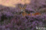 Roe Deer (Capreolus capreolus)