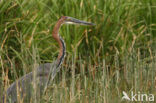 Goliath heron (Ardea goliath)