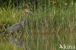 Goliath heron (Ardea goliath)