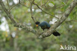 Great Blue Turaco (Corythaeola cristata)
