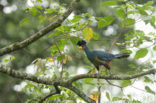 Great Blue Turaco (Corythaeola cristata)