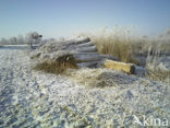 Riet (Phragmites australis)