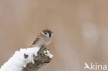 Eurasian Tree Sparrow (Passer montanus)