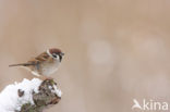 Eurasian Tree Sparrow (Passer montanus)