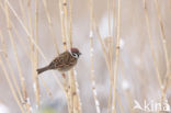 Eurasian Tree Sparrow (Passer montanus)