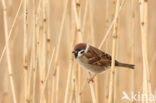 Eurasian Tree Sparrow (Passer montanus)