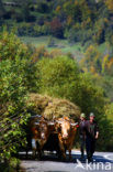 Romania