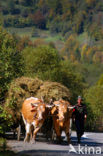 Romania