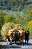 Romania