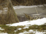 Bittern (Botaurus stellaris)