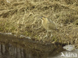 Bittern (Botaurus stellaris)