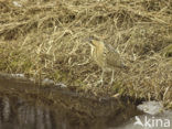 Bittern (Botaurus stellaris)