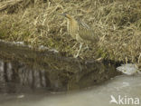 Bittern (Botaurus stellaris)